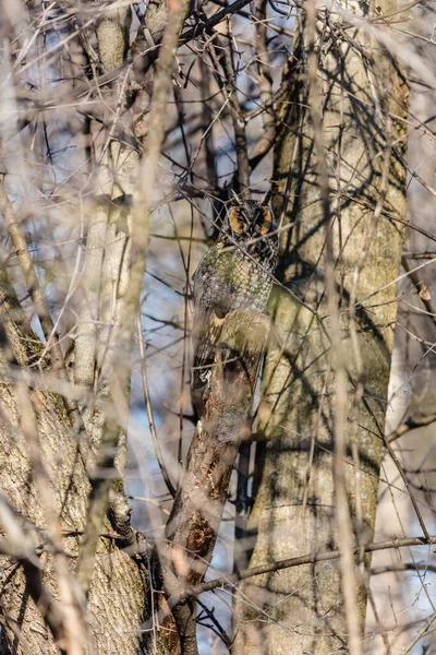 Närbild Vacker Uggla Naturlig Miljö — Stockfoto