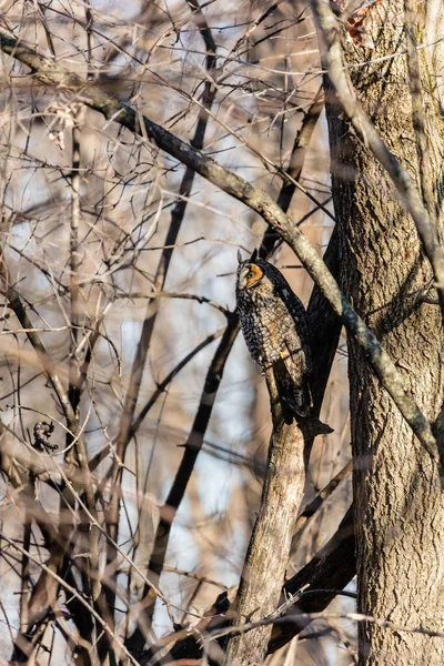 自然の生息地で美しいフクロウの接近ショット — ストック写真