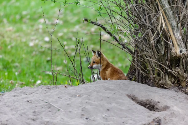 Nahaufnahme Des Schönen Wildfuchses Auf Der Grünen Wiese — Stockfoto