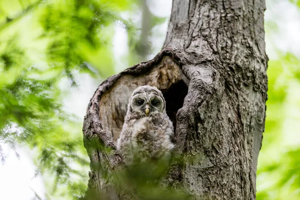 Gros Plan Belle Chouette Dans Habitat Naturel — Photo