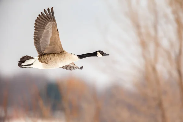 scenic shot of beautiful wild goose flying in nature