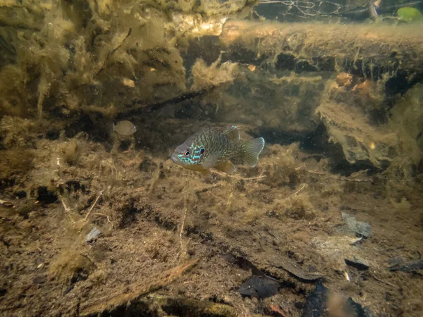 Akvaryumdaki Güzel Egzotik Balığın Yakın Plan Çekimi — Stok fotoğraf