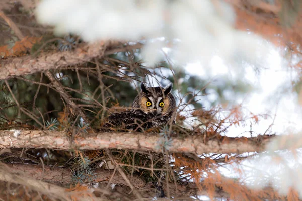 Primo Piano Colpo Bella Civetta Habitat Naturale — Foto Stock