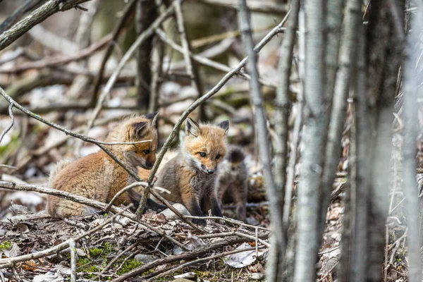 Plan Panoramique Petits Renards Adorables Sur Nature — Photo