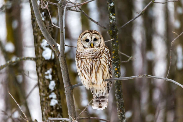 Primo Piano Colpo Bella Civetta Habitat Naturale — Foto Stock