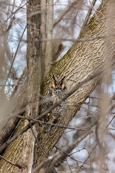 Gros Plan Belle Chouette Dans Habitat Naturel — Photo