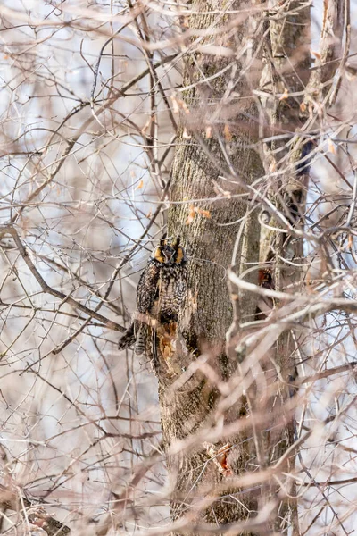 自然の生息地で美しいフクロウの接近ショット — ストック写真