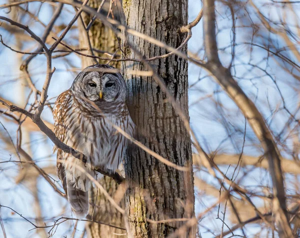 Close Shot Beautiful Owl Natural Habitat — Stock Photo, Image