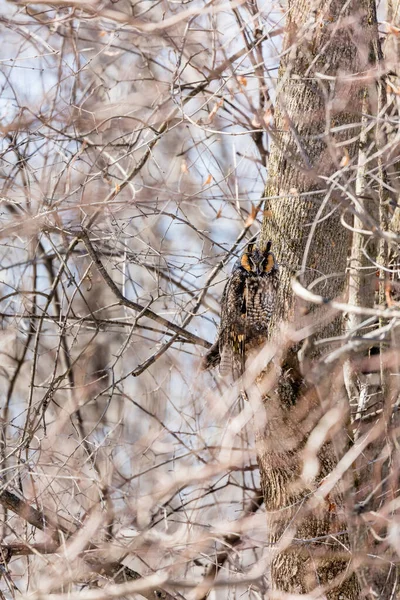 Zblízka Záběr Krásné Sovy Přírodním Prostředí — Stock fotografie