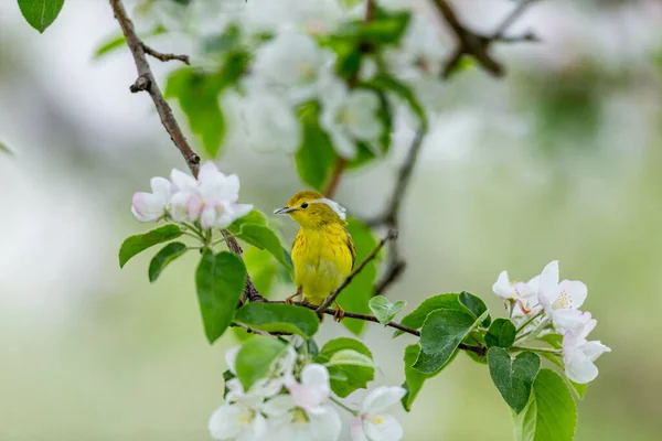 Närbild Vackra Vilda Fågel Sittande Gren — Stockfoto