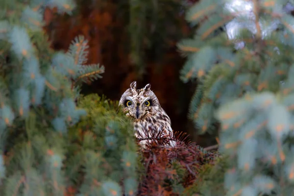 Primo Piano Colpo Bella Civetta Habitat Naturale — Foto Stock