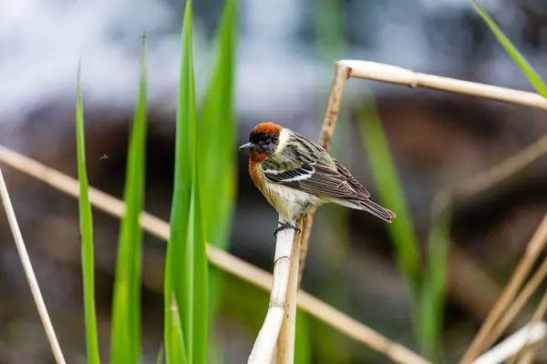 Primer Plano Hermoso Pájaro Salvaje Posado Rama — Foto de Stock