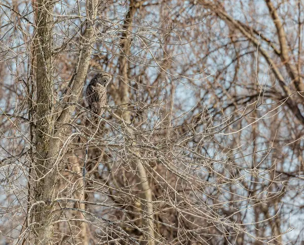 Gros Plan Belle Chouette Dans Habitat Naturel — Photo