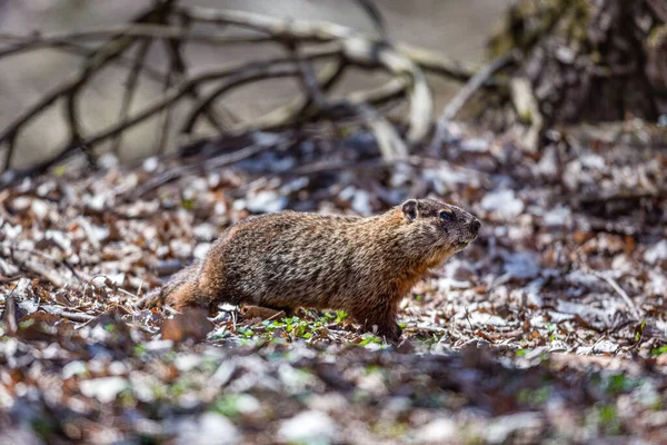 Ground hog deep in a boreal forest Quebec, Canada