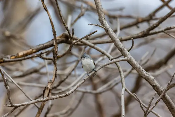 Zbliżenie Pięknego Dzikiego Ptactwa Siedzącego Gałęzi — Zdjęcie stockowe