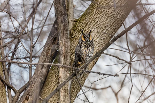 Närbild Vacker Uggla Naturlig Miljö — Stockfoto