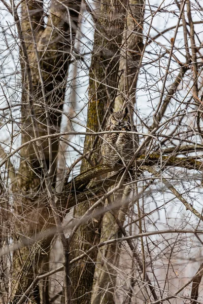 Närbild Vacker Uggla Naturlig Miljö — Stockfoto