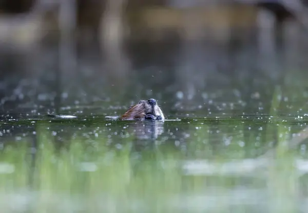 Close Shot Adorable Beaver Swimming Lake — Stock Photo, Image