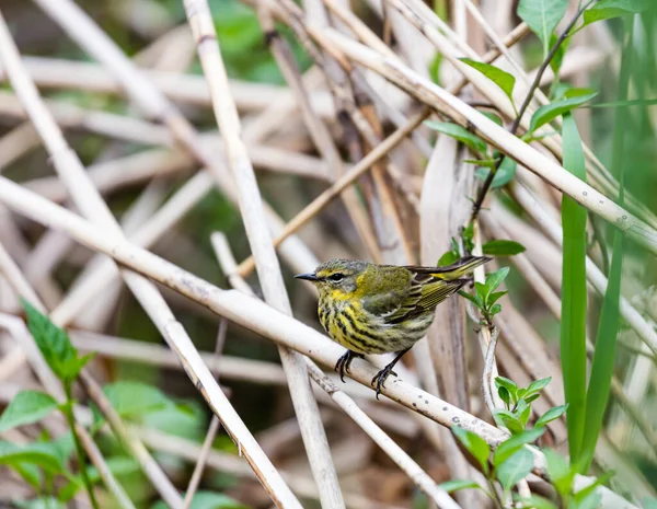 枝の上に広がる美しい野鳥のクローズアップ — ストック写真