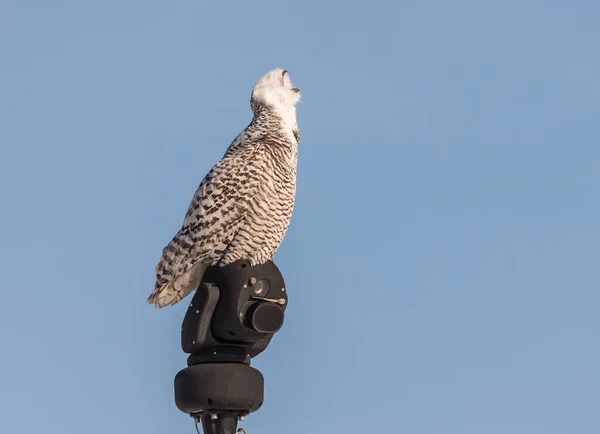 Close Shot Beautiful Owl Natural Habitat — Stock Photo, Image