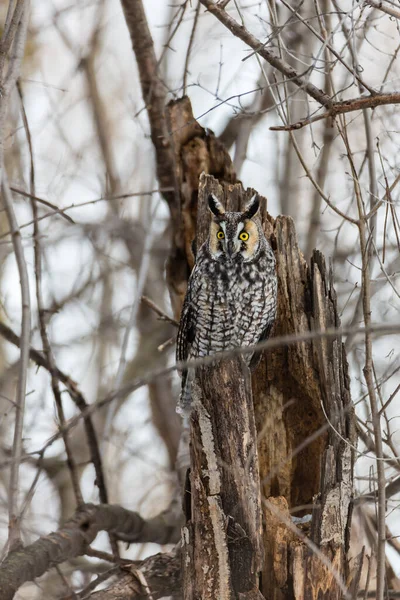 Gros Plan Belle Chouette Dans Habitat Naturel — Photo