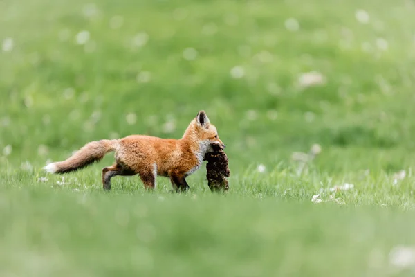 Gros Plan Beau Renard Sauvage Sur Prairie Verte — Photo