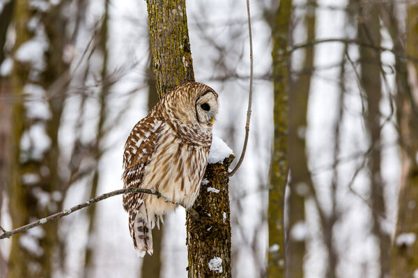 close-up shot of beautiful owl in natural habitat