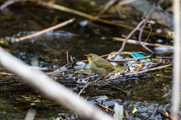 Gros Plan Magnifique Oiseau Sauvage Perché Sur Une Branche — Photo