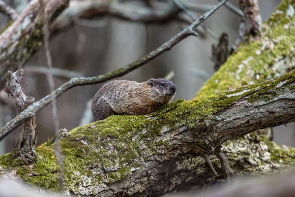 Ground hog deep in a boreal forest Quebec, Canada