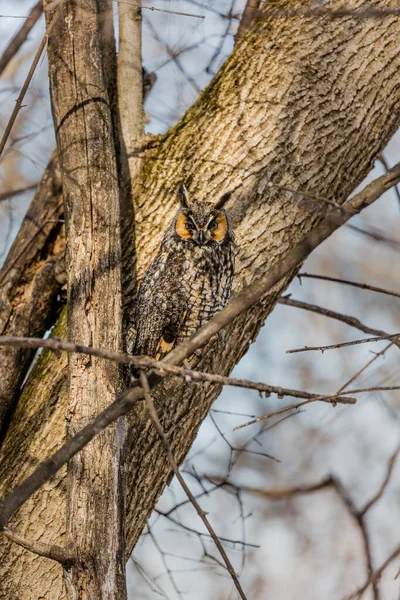 Närbild Vacker Uggla Naturlig Miljö — Stockfoto