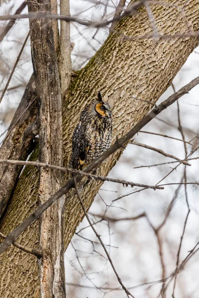 Gros Plan Belle Chouette Dans Habitat Naturel — Photo