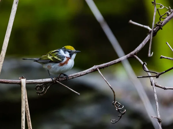 枝の上に広がる美しい野鳥のクローズアップ — ストック写真