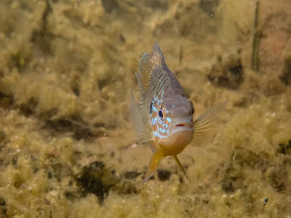 Akvaryumdaki Güzel Egzotik Balığın Yakın Plan Çekimi — Stok fotoğraf