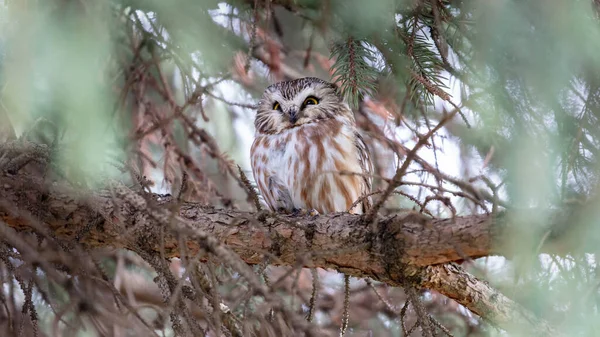 Primo Piano Colpo Bella Civetta Habitat Naturale — Foto Stock