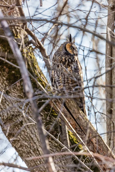 Gros Plan Belle Chouette Dans Habitat Naturel — Photo