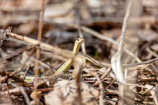 Tiro Close Pequena Cobra Floresta Outonal — Fotografia de Stock