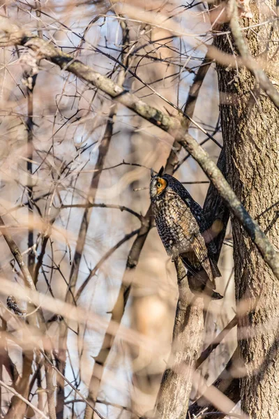 Gros Plan Belle Chouette Dans Habitat Naturel — Photo