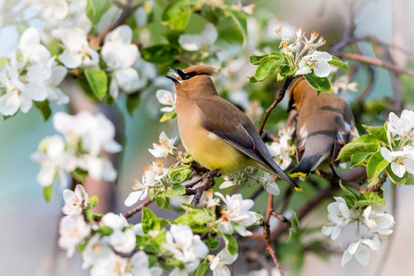 Närbild Vackra Vilda Fågel Sittande Gren — Stockfoto