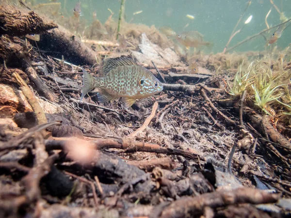 Nahaufnahme Schöner Exotischer Fische Aquarium — Stockfoto