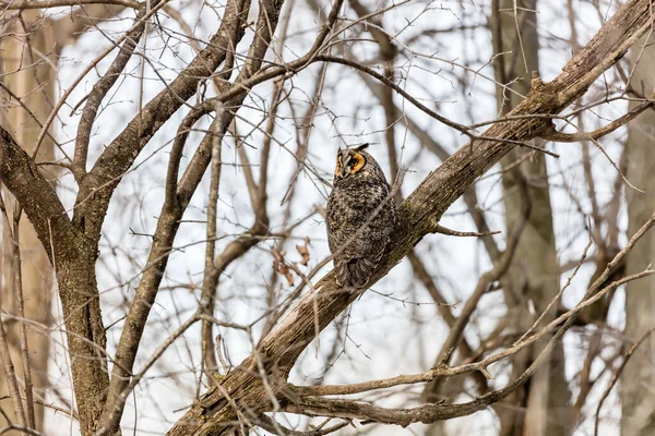 Gros Plan Belle Chouette Dans Habitat Naturel — Photo