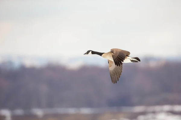 Szenische Aufnahme Von Schönen Wildgänsen Die Der Natur Fliegen — Stockfoto