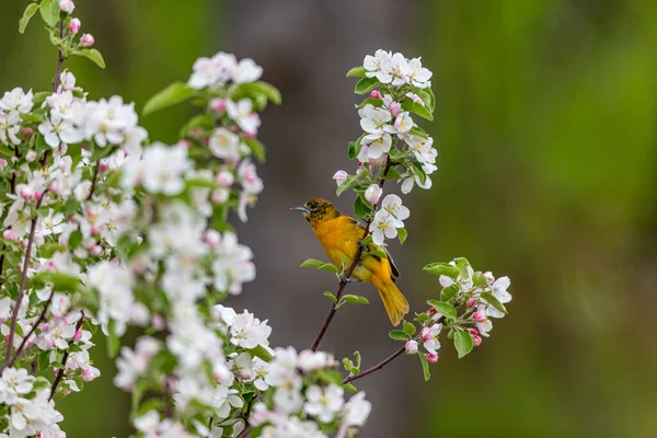 Närbild Vackra Vilda Fågel Sittande Gren — Stockfoto