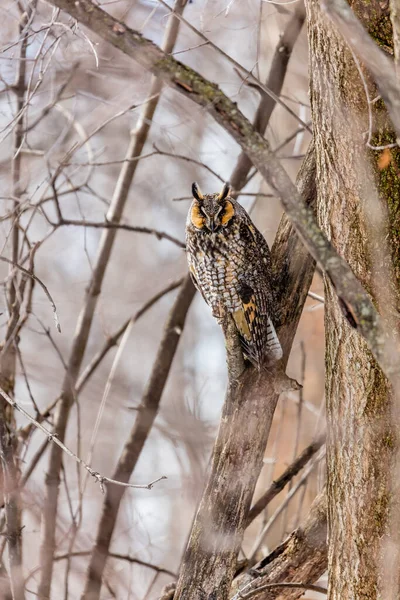 Gros Plan Belle Chouette Dans Habitat Naturel — Photo