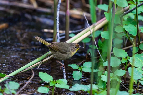 Gros Plan Magnifique Oiseau Sauvage Perché Sur Une Branche — Photo