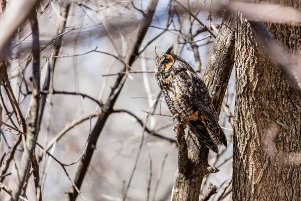 Gros Plan Belle Chouette Dans Habitat Naturel — Photo