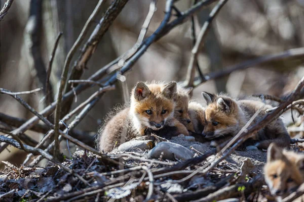 Plan Panoramique Petits Renards Adorables Sur Nature — Photo