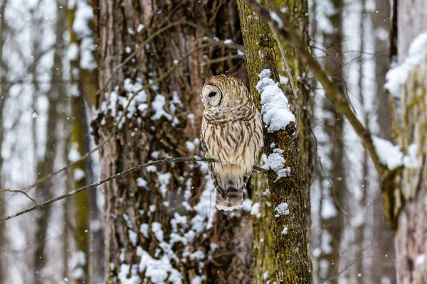 Close Shot Beautiful Owl Natural Habitat — Stock Photo, Image