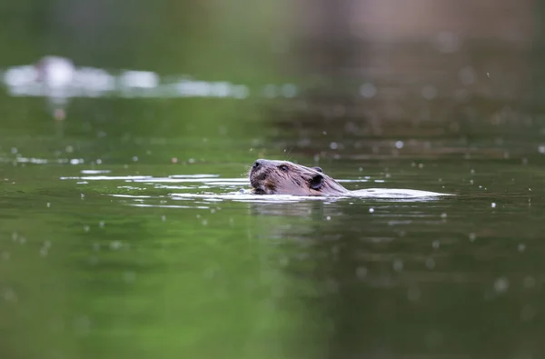 Primer Plano Adorable Castor Nadando Lago — Foto de Stock