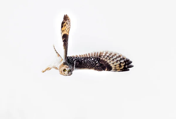 Close Shot Beautiful Owl Natural Habitat — Stock Photo, Image