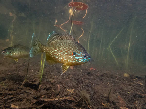 Nahaufnahme Schöner Exotischer Fische Aquarium — Stockfoto